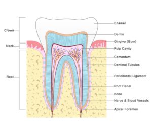 Myths about root canal