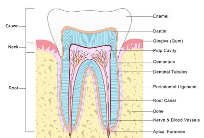 Common Myths About Root Canal in Belmont